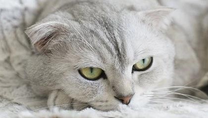 kaiyun开云·官方网站-上港战胜泰达，恒大遭遇劲敌逼近积分榜，上港与恒大